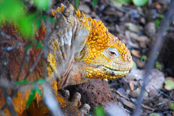 Giant Tortoise Galapagos Islands Ecuador