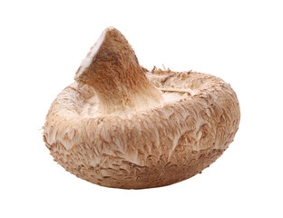 Shiitake isolated on transparent png