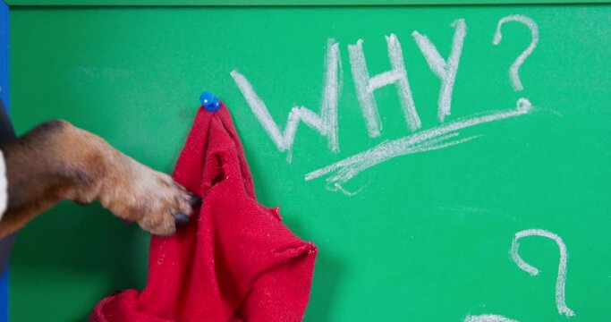 Dog Paw Points To Red Rag Pinned On Green Blackboard In Classroom. Question Why Written On Board By Domestic Animal Trying To Figure Out Answer