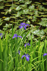 rabbit-ear iris in the grave of empress Iwanohime