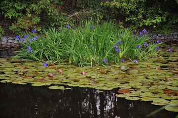 rabbit-ear iris in the grave of empress Iwanohime