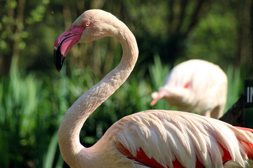 Flamant Rose de Bretagne