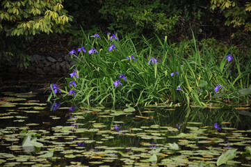 rabbit-ear iris in the grave of empress Iwanohime