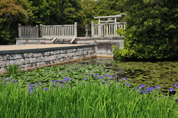 rabbit-ear iris in the grave of empress Iwanohime