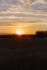 Fototapeta na wymiar Summer Sunset over a Wheat Field