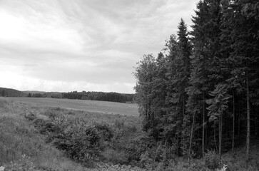 Obraz premium Forest on a summer day in Central Norway