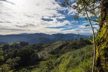 rural landscape with trees and vegetation on a sunny morning