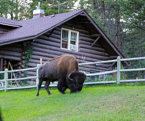 wandering buffalo