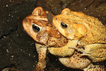 Mating American toads (Anaxyrus americanus) in a pond with a leech attached to the top of the female toad's head.  The male toad is grasping the back of the female toad in amplexus. 
