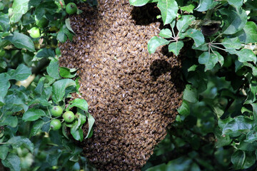 Essaim Paquet d'abeilles