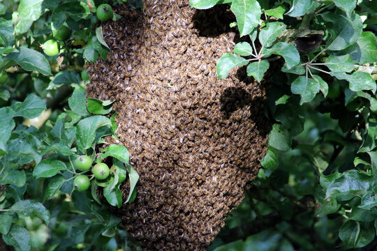 Essaim Paquet d'abeilles