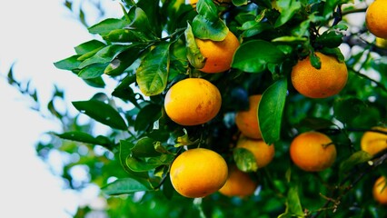秋・冬に色づき始めた夏みかん