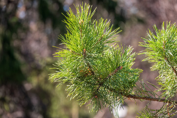 Close-up photo of green needle pine tree. Small pine cones at the end of branches. Blurred pine needles in background