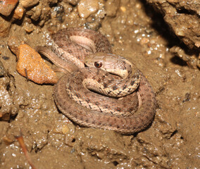 Small eastern garter snake (Thamnophis sirtalis) curled up on the muddy bank of a stream.