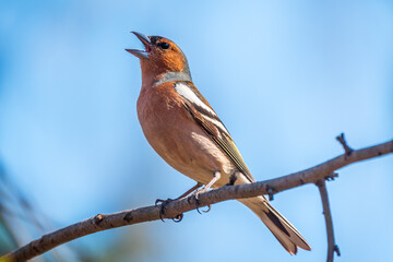 Common chaffinch, Fringilla coelebs, sits on a tree. Common chaffinch in wildlife.