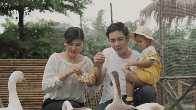 Asian family, father, mother and son feeding ducks in the farm.