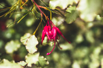native Australian grevillea bon accord plant with red flowers outdoor in beautiful tropical backyard