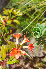 close-up of orange vireya rhododendron plant with coral flowers outdoor