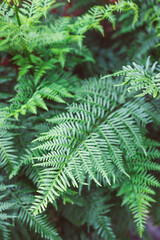 Fototapeta na wymiar fern plant with lush green fronds outdoor in sunny backyard, close-up shot at shallow depth of field