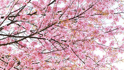 Branch of the blossoming sakura with pink flowers in nature