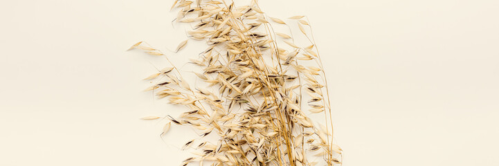 Dry ears of oats on pastel beige background with empty space. Top view ears of cereal crops, oats grain crop, harvest concept, minimal design with neutral colors, healthy cereals plant