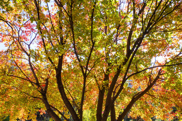 Fototapeta na wymiar colorful tree in autumn