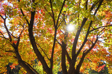 colorful tree in autumn