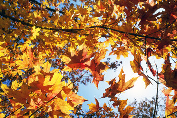 colorful tree in autumn
