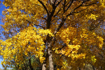 colorful tree in autumn