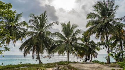 Obraz premium Coconut palms on the ocean. Trunks and spreading leaves against the background of the sky, clouds, turquoise water. Seychelles. Mahe