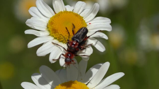 Cantharis Fusca Soldier Beetle Mating Over White Blooming Sunflower. Close up, Macro