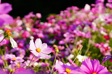 満開のコスモス