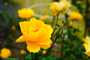 黄色い薔薇の花びらと雨の雫