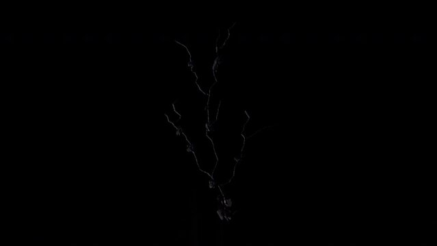 Growing wall crack, sheetrock, and other debris effect background footage motion graphics, or as a background or overlay 4K drag and drop  editing software supporting blending modes