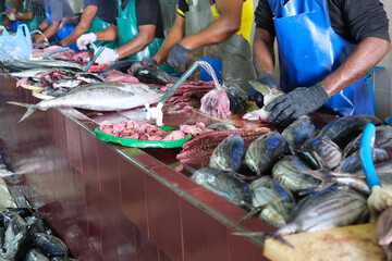 Male market that selling fresh hauling tuna fish, and the market provide the fish cutting service,...