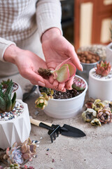 Woman holding Echeveria Succulent rooted cutting Plant with roots ready for planting