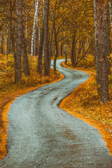 Walking through the autumn forest on a quiet day.