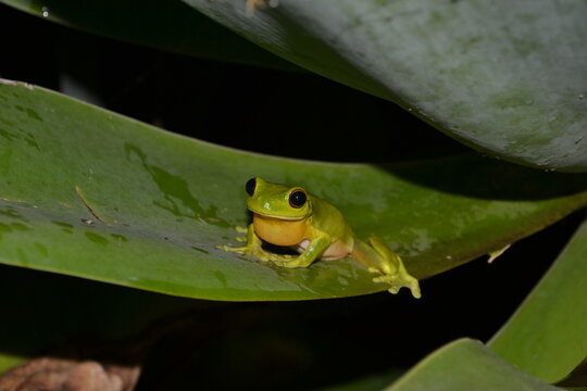 Green Tree Frog