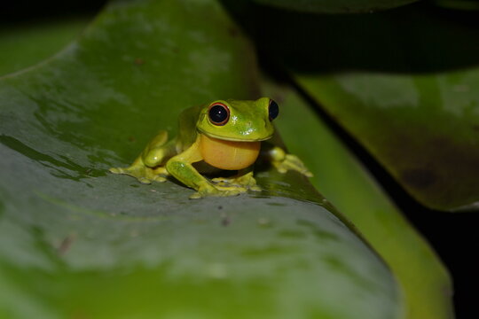 Green Tree Frog