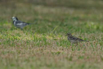 buff bellied pipit in a park