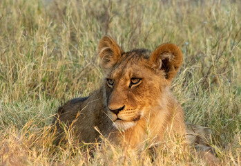 Young African lion resting in green grass