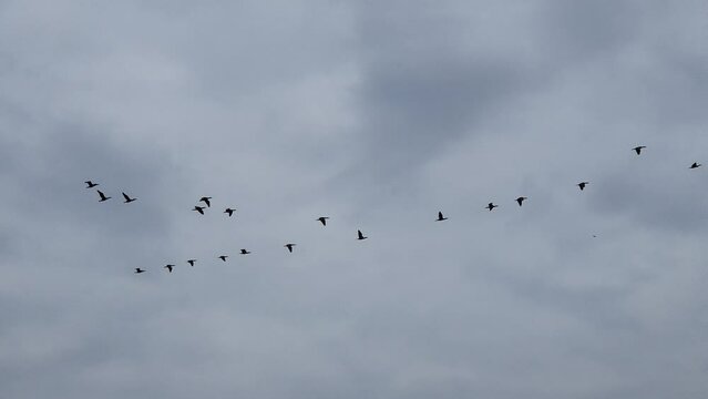 渡り鳥　曇り空
