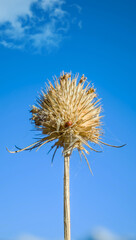 Round dry prickly plant in the mountains against the sky
