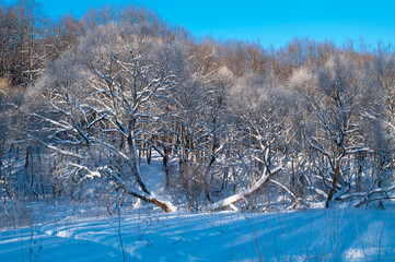 Snowy trees on the slope of the ravine.