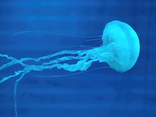 jellyfish in aquarium © Calvien