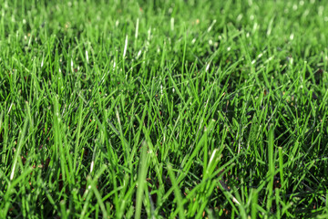 Beautiful young lawn grass grows on the lawn in the park