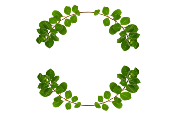 leaf vine circle Isolate on transparent background PNG file