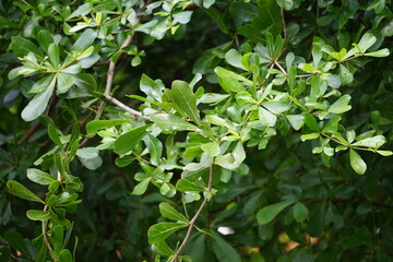 Fototapeta na wymiar Terminalia mantaly (Also called Ketapang kencana, Madagascar Almond) tree with a natural background