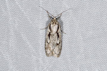 ナガユミモンマルハキバガ（北海道・鹿追町）
