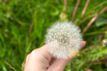 White dandelion in woman hand on green meadow at summer